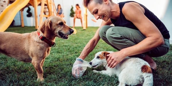 why-your-dog-eats-poop-and-how-to-stop-it-preventive-vet